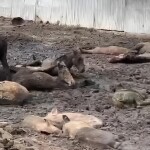 Животные тонут в навозе в Алматинской области