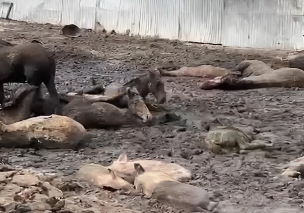 Животные тонут в навозе в Алматинской области