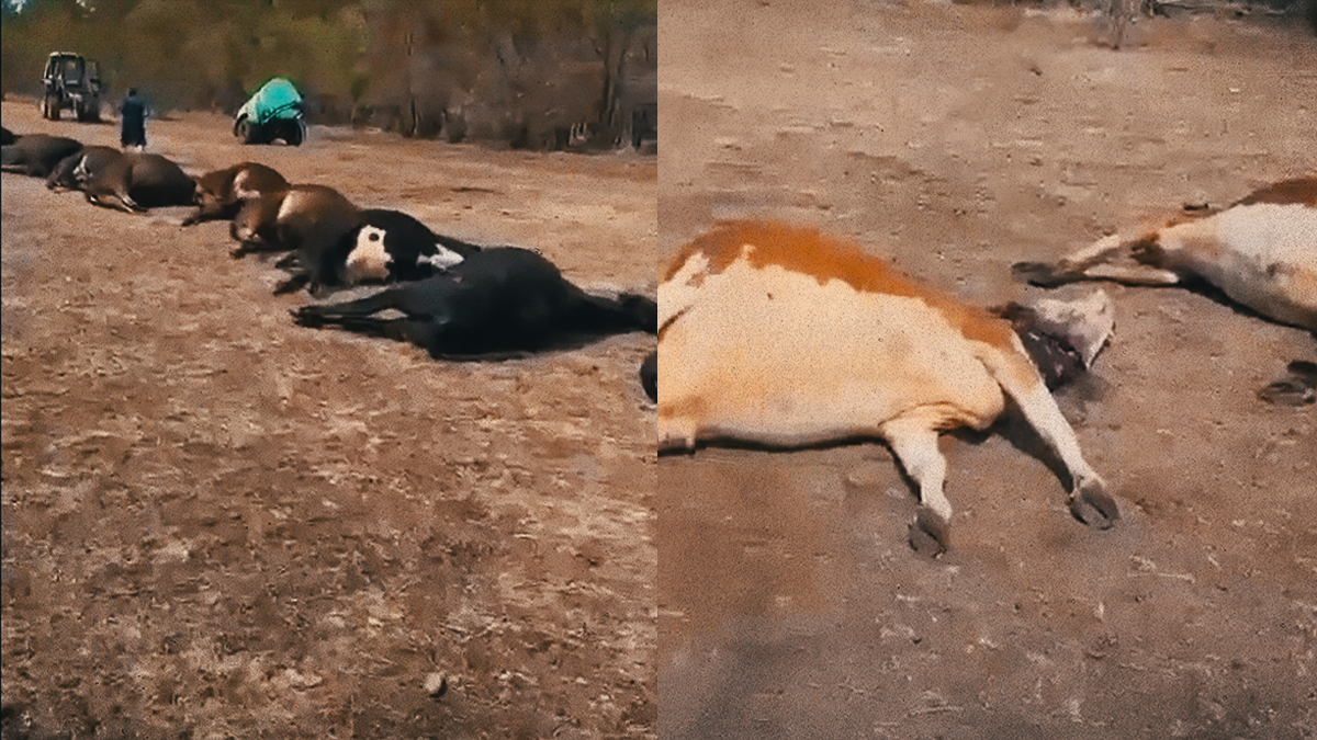 Чем отравили павлодарских коров 