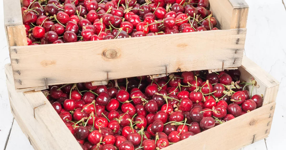 Chereshnya v yashikax. Узбекская черешня. Вишня в ящике. Гилас мева. Вишня как хранить.