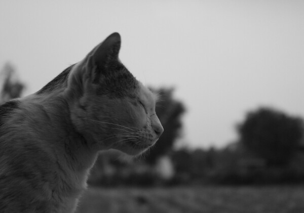 Кошки Таиланда официально стали национальными символами страны