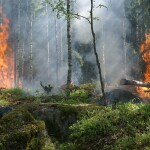 9 из 10 природных пожаров происходят по вине человека