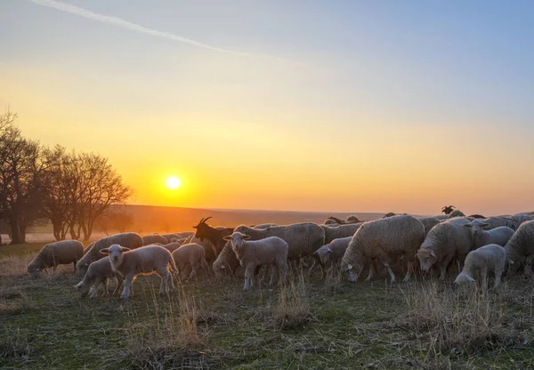 depositphotos_253038212-stock-photo-flock-sheep-sunset-sprintime