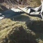 В Жамбылской области изъяли 120 кг марихуаны за одну операцию