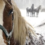 Лошади массово гибнут от голода в Акмолинской области