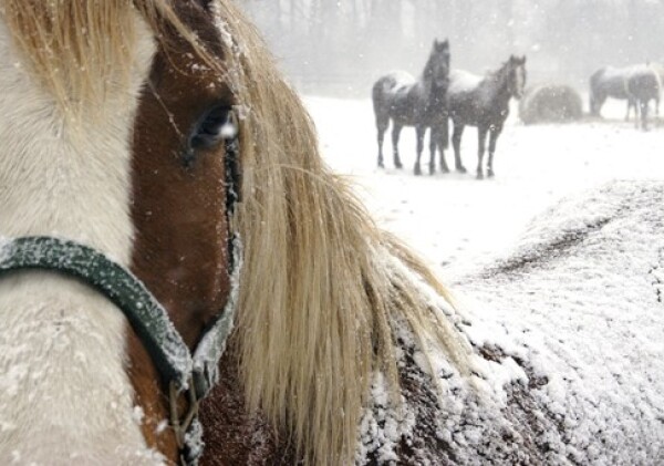 Лошади массово гибнут от голода в Акмолинской области
