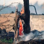 На смену паводков идут лесные пожары: где в Казахстане может «вспыхнуть»